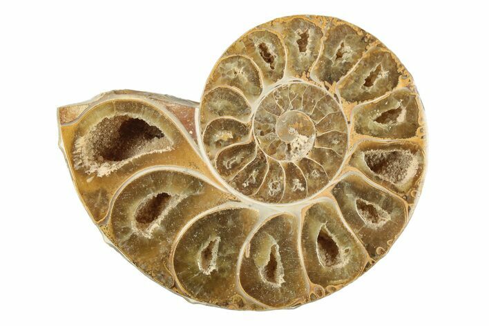 Jurassic Cut & Polished Ammonite Fossil (Half) - Madagascar #239455